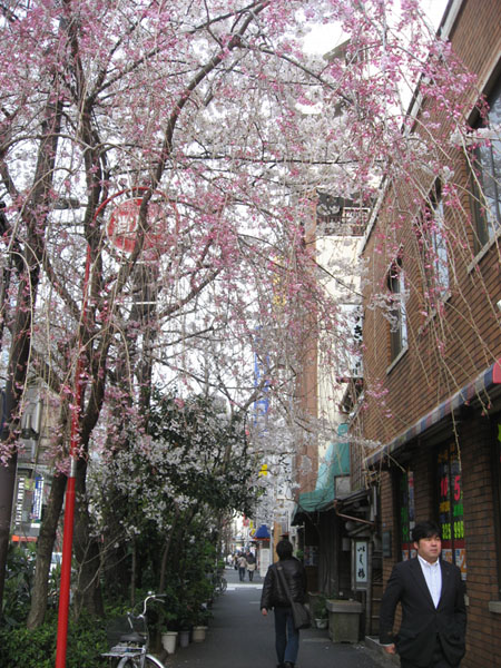 妻恋坂交差点の枝垂れ桜